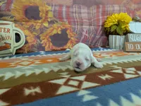 Scott, a male Bichon Frise for sale in Falcon, MO – 2 of 3