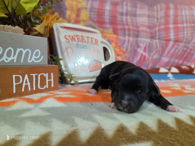 darian – Yorkipoo puppy for sale in Falcon, MO