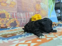 toby, a male Havanese for sale in Falcon, MO – 4 of 6