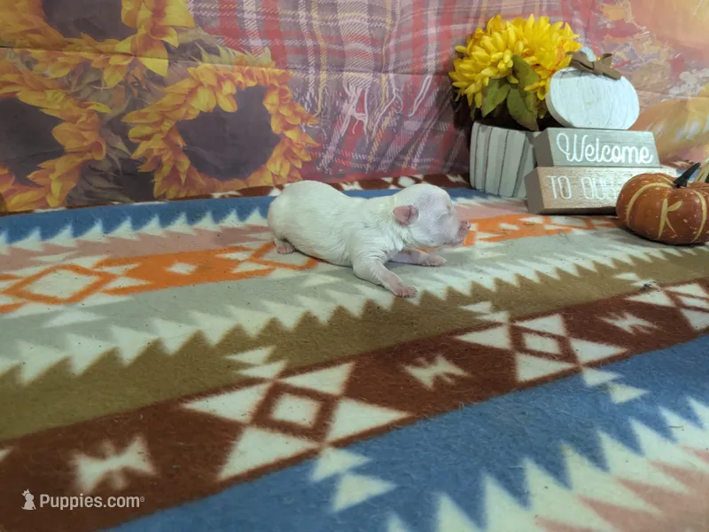 kolter – Maltese puppy for sale in Falcon, MO