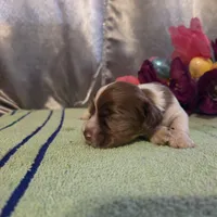 Lil John, a male Cocker Spaniel for sale in Falcon, MO – Photo 3 of 3