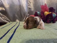 Lil John, a male Cocker Spaniel for sale in Falcon, MO – Photo 3 of 3