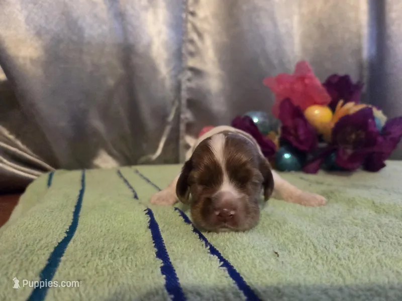 Lil John, a male Cocker Spaniel for sale in Falcon, MO – Photo 1 of 3