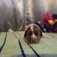 Lil John, a male Cocker Spaniel for sale in Falcon, MO – Photo 1 of 3