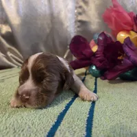 Lil John, a male Cocker Spaniel for sale in Falcon, MO – Photo 2 of 3