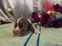 Lil John, a male Cocker Spaniel for sale in Falcon, MO – Photo 2 of 3