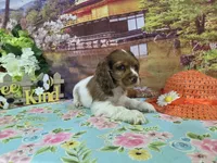 Lil John, a male Cocker Spaniel for sale in Falcon, MO – Photo 6 of 6