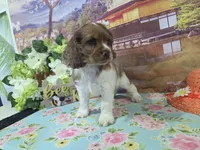 Lil John, a male Cocker Spaniel for sale in Falcon, MO – Photo 4 of 6