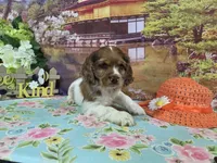 Lil John, a male Cocker Spaniel for sale in Falcon, MO – Photo 5 of 6
