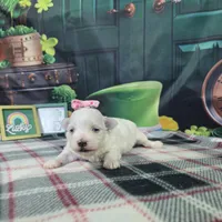 Betty , a female Maltese for sale in Falcon, MO – Photo 2 of 3