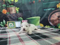 Betty , a female Maltese for sale in Falcon, MO – Photo 2 of 3