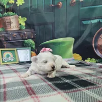 Betty , a female Maltese for sale in Falcon, MO – Photo 1 of 3