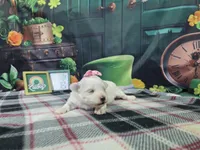 Betty , a female Maltese for sale in Falcon, MO – Photo 1 of 3