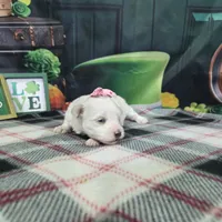 Betty , a female Maltese for sale in Falcon, MO – Photo 3 of 3