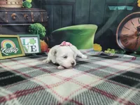 Betty , a female Maltese for sale in Falcon, MO – Photo 3 of 3