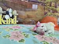 Ashley, a female Bichon Frise for sale in Falcon, MO – Photo 2 of 3