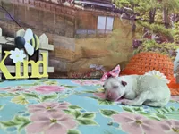 Ashley, a female Bichon Frise for sale in Falcon, MO – Photo 3 of 3