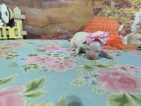 Ashley, a female Bichon Frise for sale in Falcon, MO – Photo 1 of 3