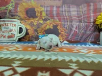 Mia, a female Bichon Frise for sale in Falcon, MO – 2 of 3