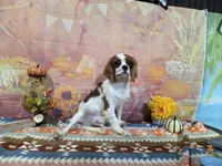 Tyler, a male Cavalier King Charles Spaniel for sale in Falcon, MO – 3 of 3
