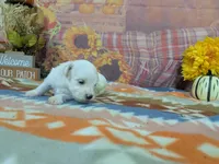 kolter, a male Maltese for sale in Falcon, MO – 7 of 7