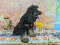 Logan, a male Cocker Spaniel for sale in Falcon, MO – 7 of 7