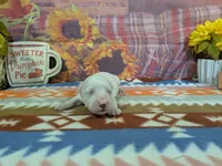 Hudson, a male Bichon Frise for sale in Falcon, MO – 1 of 3