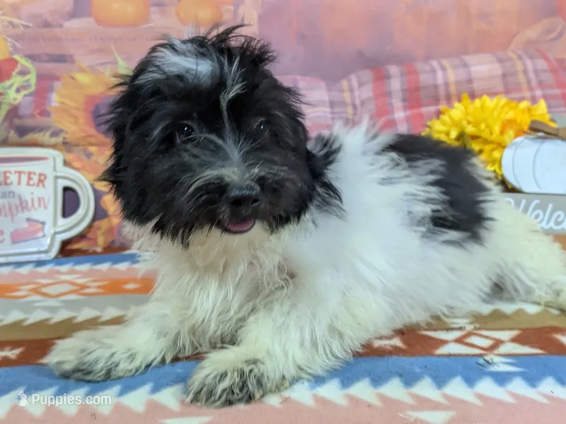 Andrew – Havanese puppy for sale in Falcon, MO