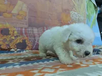 Scott, a male Bichon Frise for sale in Falcon, MO – 7 of 9