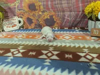 Frost, a male Maltese for sale in Falcon, MO – 2 of 3