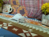 Kai, a male Bichon Frise for sale in Falcon, MO – 2 of 3