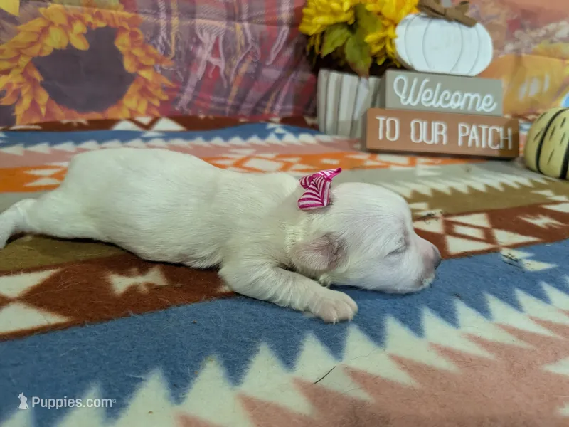 Lily – Bichon Frise puppy for sale in Falcon, MO