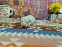 Nathan, a male Bichon Frise for sale in Falcon, MO – 2 of 3