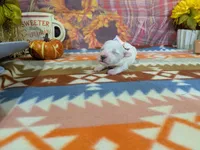 Emma, a female Bichon Frise for sale in Falcon, MO – 2 of 3