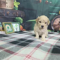Jake, a male Poodle - Miniature  for sale in Falcon, MO – Photo 3 of 3