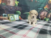 Jake, a male Poodle - Miniature  for sale in Falcon, MO – Photo 3 of 3