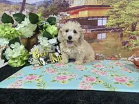 Jake, a male Poodle - Miniature  for sale in Falcon, MO – 6 of 6