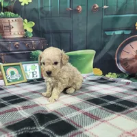 Jake, a male Poodle - Miniature  for sale in Falcon, MO – Photo 1 of 3