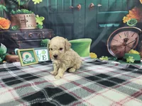 Jake, a male Poodle - Miniature  for sale in Falcon, MO – Photo 1 of 3