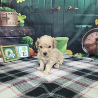 Jake, a male Poodle - Miniature  for sale in Falcon, MO – Photo 2 of 3