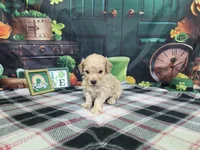 Jake, a male Poodle - Miniature  for sale in Falcon, MO – Photo 2 of 3