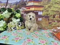Jake, a male Poodle - Miniature  for sale in Falcon, MO – 4 of 6
