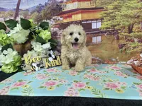 Jake, a male Poodle - Miniature  for sale in Falcon, MO – 5 of 6