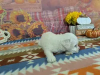 Nathan, a male Bichon Frise for sale in Falcon, MO – 5 of 10