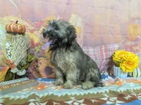 Earl, a male Havanese for sale in Falcon, MO – 5 of 6