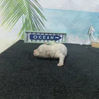 Dean, a male Bichon Frise for sale in Falcon, MO – Photo 2 of 4