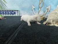 processed/887114a0-2fd7-46a5-bce9-5bf45b345ba3/listing/689f013a-d0c3-4233-ac6f-5eb16f1ba9cc/61f51485-c9c1-4020-a9e9-872b27676f89