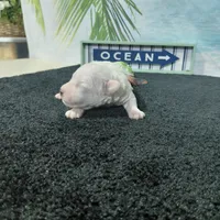 Dean, a male Bichon Frise for sale in Falcon, MO – Photo 3 of 4