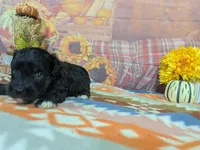 toby, a male Havanese for sale in Falcon, MO – 5 of 6