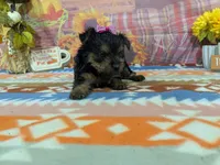 Delphine, a female Yorkshire Terrier for sale in Falcon, MO – 7 of 10